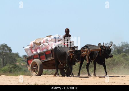 Männer, Mann, lokale, einheimische, Zebu, Zebus, Zebu Warenkorb, Warenkorb, Vieh, Ochsenkarren, traditionell, Tradition, Madagaskar, Afrika, Island, Wagen Stockfoto