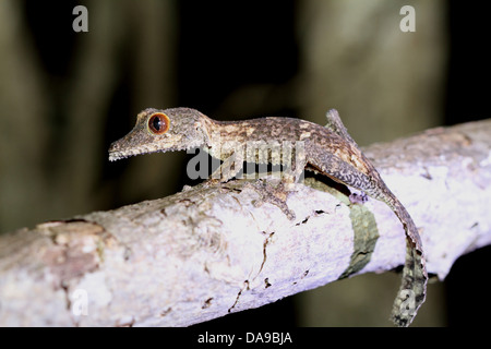 Tier, Reptil, Blatt-Tail Gecko, Blatt-tailed Gecko, Gecko, nachtaktiv, Seitenansicht, Seitenansicht, Ankarana, trocken, Laub-, Wald Stockfoto