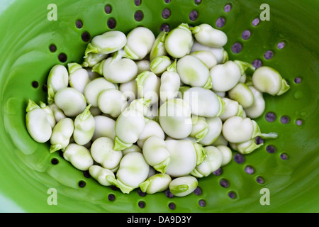 Vicia Faba. Frisch Schiffsentwurf Saubohnen in einem grünen Sieb. Stockfoto