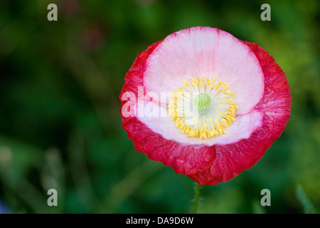 Papaver Rhoeas. Nahaufnahme der Blüte der Shirley Mohn. Stockfoto