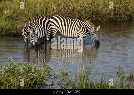 Burchell Zebras trinken am Wasserloch, Masai Mara, Kenia Stockfoto