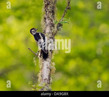Juvenile Buntspecht (Dendrocopos großen) auf Birke Baumstamm auf der Suche nach Insekten Stockfoto