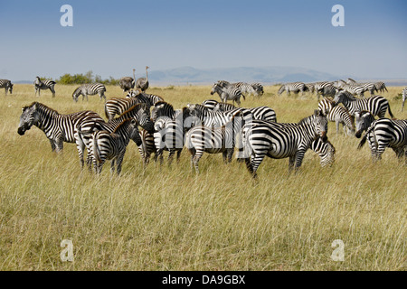 Burchell Zebras und weibliche Masai Strauße, Masai Mara, Kenia Stockfoto
