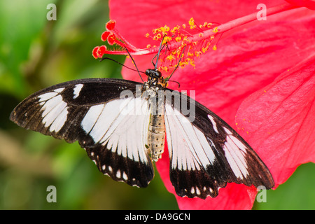 Eine afrikanische Schwalbenschwanz Schmetterling Fütterung Stockfoto