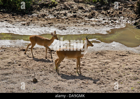 Männliche Riedböcken im Flussbett, Masai Mara, Kenia Stockfoto