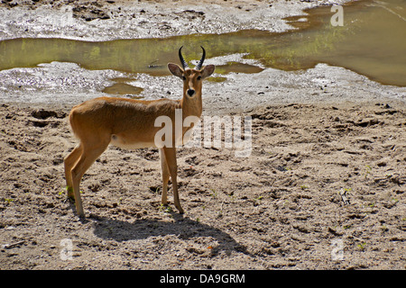 Männliche Riedböcken im Flussbett, Masai Mara, Kenia Stockfoto