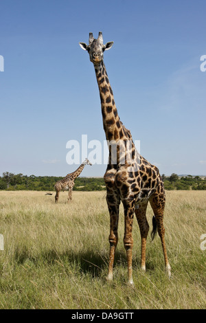 Masai-Giraffen (männlich), Masai Mara, Kenia Stockfoto