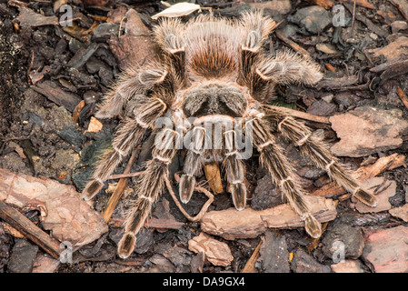 Eine brasilianische Lachs rosa Vogel Essen Vogelspinne Stockfoto