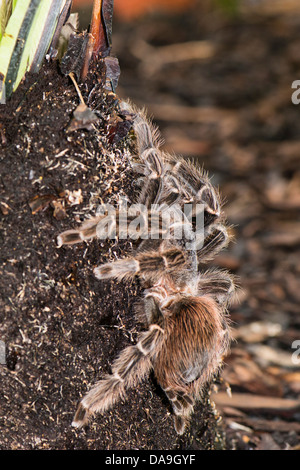 Eine brasilianische Lachs rosa Vogel Essen Vogelspinne Stockfoto