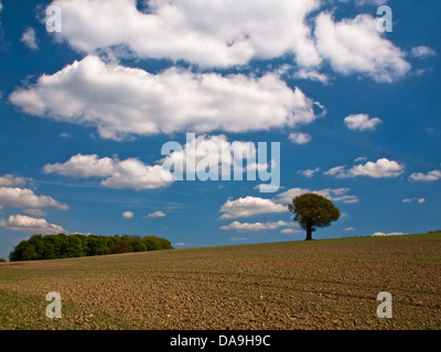 Ein einsamer Baum Stockfoto