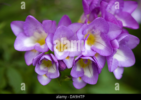 Freesie Delta River Close up Freesie enkelbloemig Stockfoto