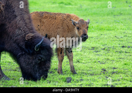 Holz, Buffalo, Buffalo, Babys, Bison Bison Athabascae, Alaska, Tierwelt, Naturschutz-Zentrum, Tier, USA Stockfoto