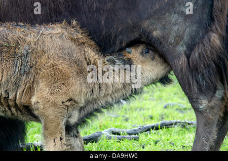 Holz, Buffalo, Buffalo, Babys, Bison Bison Athabascae, Alaska, Tierwelt, Naturschutz-Zentrum, Tier, USA Stockfoto