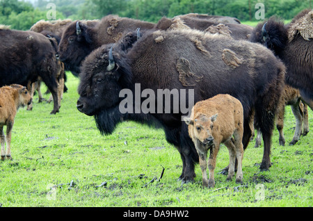 Holz, Buffalo, Buffalo, Babys, Bison Bison Athabascae, Alaska, Tierwelt, Tier, USA, Konservierungszentrum Herde Stockfoto