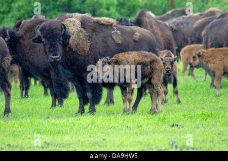 Holz, Buffalo, Buffalo, Babys, Bison Bison Athabascae, Alaska, Tierwelt, Tier, USA, Konservierungszentrum Herde Stockfoto