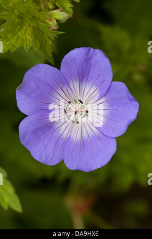 Nahaufnahme von einem Geranium Rozanne Gerwat Storchschnabel Stockfoto