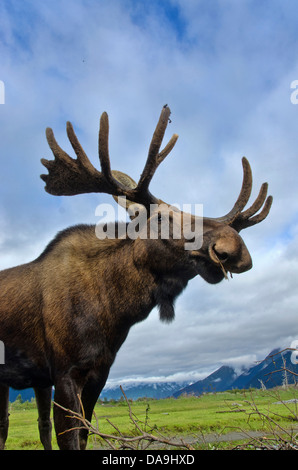 Elch, Alces Alces, Tier, Alaska, Wildlife Conservation Center, Vereinigte Staaten, Stockfoto