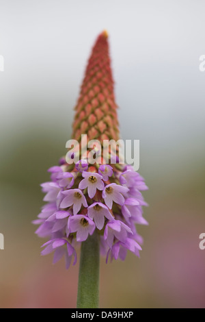 Primula Vialii "Red-Hot-Poker Primula" Stockfoto