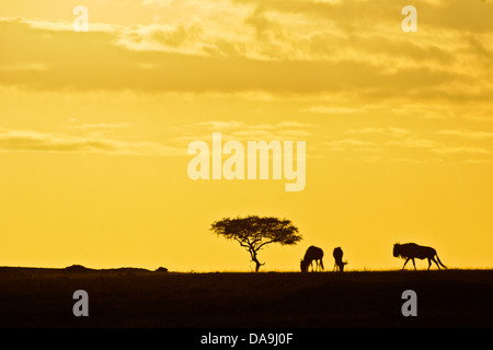 Baum und Gnus bei Sonnenaufgang in Ost-Afrika Stockfoto