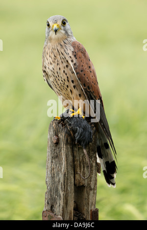 Turmfalke (Falco Tinnunculus) auf hölzernen Stumpf hält seine Beute Stockfoto