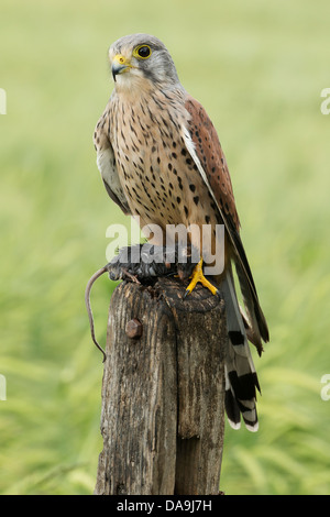 Turmfalke (Falco Tinnunculus) auf hölzernen Stumpf hält seine Beute Stockfoto