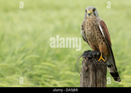 Turmfalke (Falco Tinnunculus) auf hölzernen Stumpf hält seine Beute Stockfoto