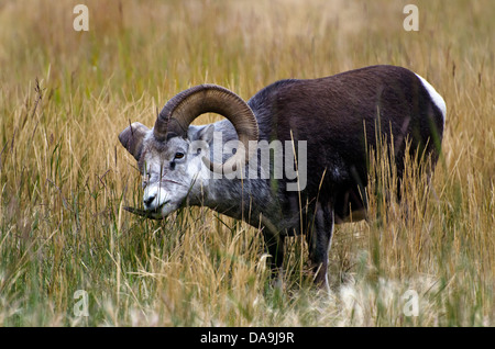 Stein Schafe, Ovis Dalli Stonei, Yukon Wildlife preserve, Kanada, Schafe, Tier Stockfoto