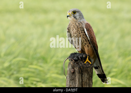 Turmfalke (Falco Tinnunculus) auf hölzernen Stumpf hält seine Beute Stockfoto