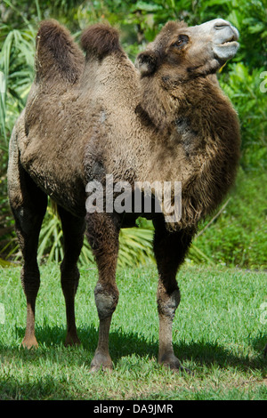 baktrischen Kamel, Camelus Bactrianus, Kamel, Tier Stockfoto