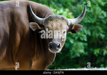 Gaur, Bos Gaurus, Tier Stockfoto