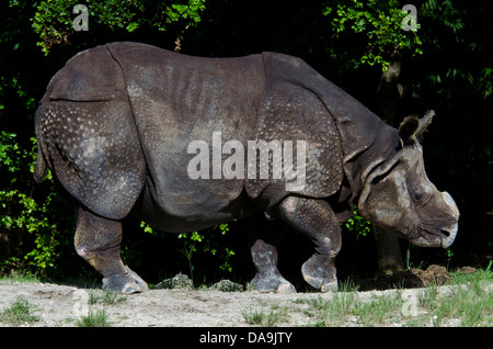 eins, gehörnten Nashorn Rhinoceros Unicornis, Stockfoto