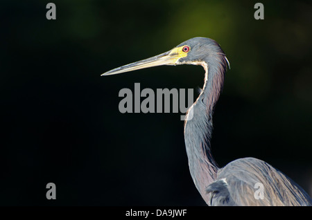 dreifarbigen Reiher, Egretta Tricolor, Florida / USA, Reiher, Vogel Stockfoto