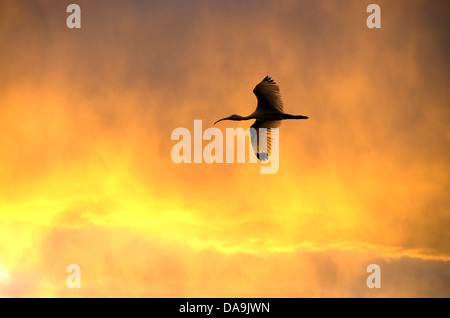 weißes Ibis, Eudocimus Albus, Florida, USA, Vogel, Sonnenuntergang Stockfoto