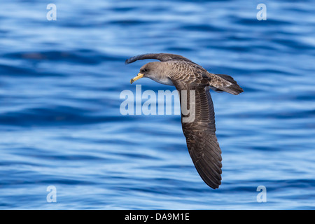 Cory Shearwater, Calonectris Diomedea Gelbschnabel-Sturmtaucher, soaring, Lajes Do Pico, Azoren, Atlantik, Portugal Stockfoto