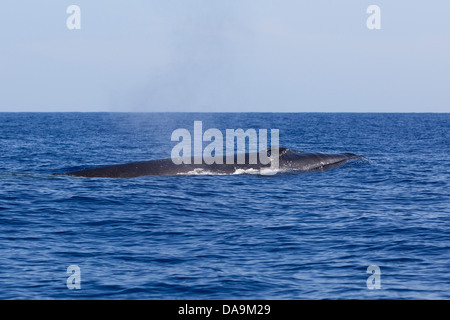 Sei Wal, Balaenoptera Borealis, Seiwal, auftauchen, Kopf mit Blowhole und wehen sichtbar, Lajes do Pico, Azoren, Portugal Stockfoto