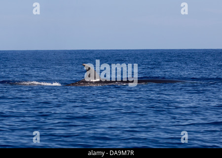 Sei Wal, Balaenoptera Borealis, Seiwal, wieder mit gebogenen Rückenflosse und fleckige Haut, Lajes Do Pico, Azoren, Portugal Stockfoto