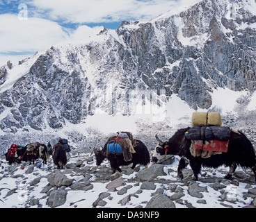 Yaks auf Mount Kailash Tibet Stockfoto