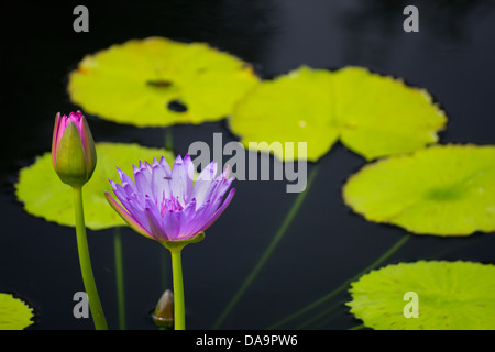 violette Seerose und teilweise offen rosa Seerose Stockfoto