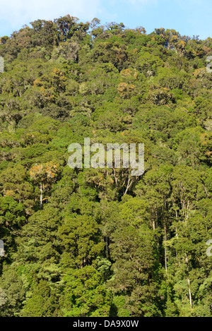 Mittelamerika, Costa Rica, San Gerardo de Dota, cloud-Eiche, Wald, Wald, Dschungel, San Jose, Stockfoto
