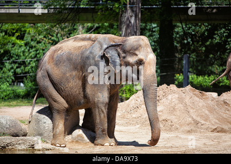 Krlsruhe Zoo. Deutschland. Stockfoto