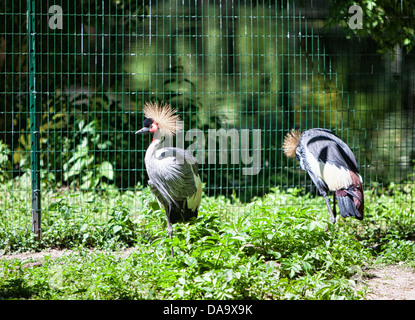 Krlsruhe Zoo. Deutschland. Stockfoto