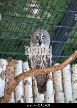 Krlsruhe Zoo. Deutschland. Stockfoto