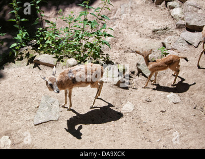 Krlsruhe Zoo. Deutschland. Stockfoto