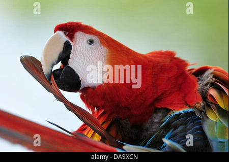 Peru, Amazonas, Ara, Papagei, Vogel, Farbe, Dschungel, Tierwelt, Stockfoto