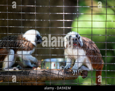 Krlsruhe Zoo. Deutschland. Stockfoto