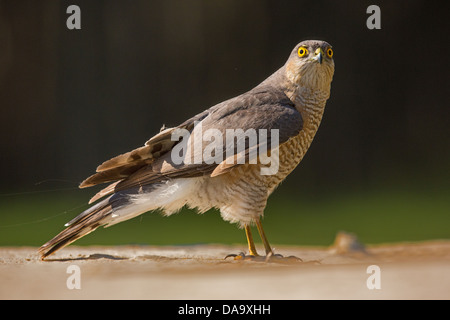 Eurasion Sperber (Accipiter Nisus) Seitenansicht Stockfoto