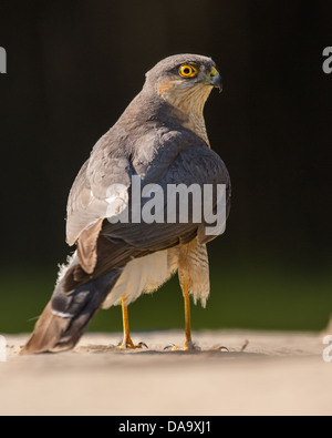 Nahaufnahme einer Eurasion Sperber (Accipiter Nisus) stehen seitlich Stockfoto