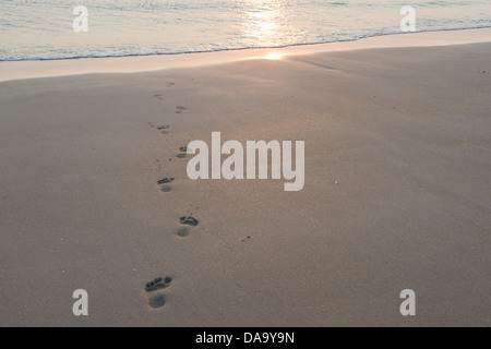 Fußabdrücke an einem Strand zu Fuß in Richtung Meer bei Sonnenaufgang. Bamburgh, Northumberland, England Stockfoto