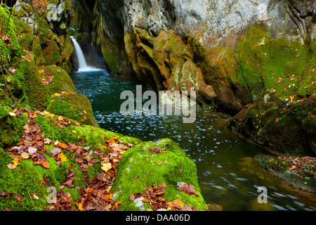 Gorges de l'Areuse, der Schweiz, Europa, Kanton Neuenburg, Schlucht, Fluss, fließen, Areuse, Wasserfall, Wasser, Herbst, Laub, Moos Stockfoto