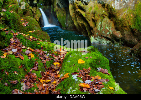 Gorges de l'Areuse, der Schweiz, Europa, Kanton Neuenburg, Schlucht, Fluss, fließen, Areuse, Wasserfall, Wasser, Herbst, Laub, Moos Stockfoto